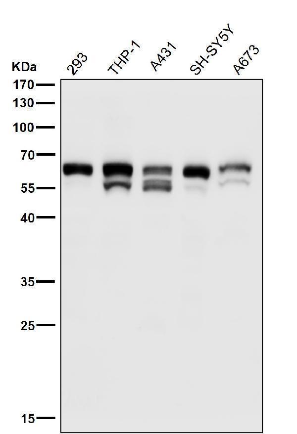 All lanes use the Antibody at 1:3K dilution for 1 hour at room temperature