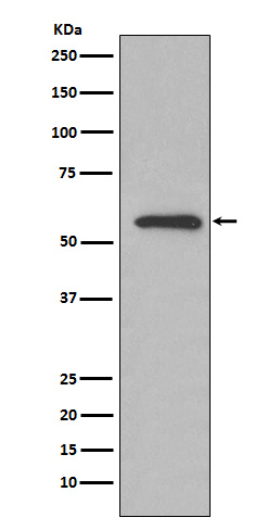 Western blot analysis of Glucose 6 phosphate isomerase expression in HeLa cell lysate