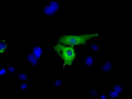 Anti-GPI mouse monoclonal antibody (M00108) immunofluorescent staining of COS7 cells transiently transfected by pCMV6-ENTRY GPI