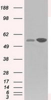 m00108 anti glucose 6 phosphate isomerase gpi mouse monoclonal antibody clone id oti5a11 wb testing 1