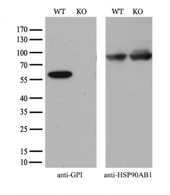 m00108 anti glucose 6 phosphate isomerase gpi mouse monoclonal antibody clone id oti5a11 wb testing 3