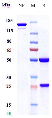 Anti-B7-H1/PD-L1/CD274 Reference Antibody (sugemalimab) on SDS-PAGE under reducing (R) condition