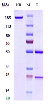 Anti-B7-H1/PD-L1/CD274 Reference Antibody (MDX-1105) on SDS-PAGE under reducing (R) condition