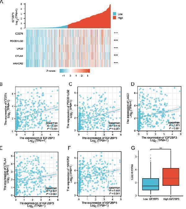 IGF2BP3 expression was significantly associated with PD-L1 expression
