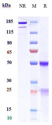 Anti-B7-H1/PD-L1/CD274 Reference Antibody (manelimab) on SDS-PAGE under reducing (R) condition