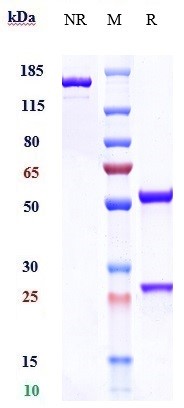 Anti-B7-H1/PD-L1/CD274 Reference Antibody (adebrelimab) on SDS-PAGE under reducing (R) condition