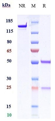 Anti-B7-H1/PD-L1/CD274 Reference Antibody (garivulimab) on SDS-PAGE under reducing (R) condition