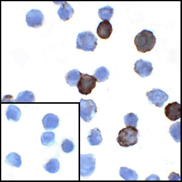 Immunocytochemistry of PD-L1 in transfected HEK293 cells with PD-L1 antibody at 1 μg/mL