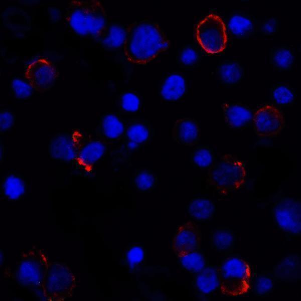 Immunofluorescence of PD-L1 in transfected HEK293 cells with PD-L1 antibody at 2 μg/mL