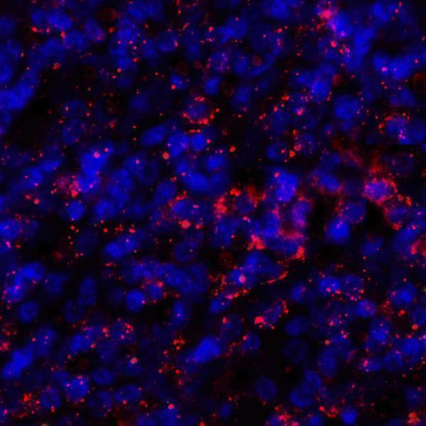 m00109 2 cd274 primary antibodies if testing 5