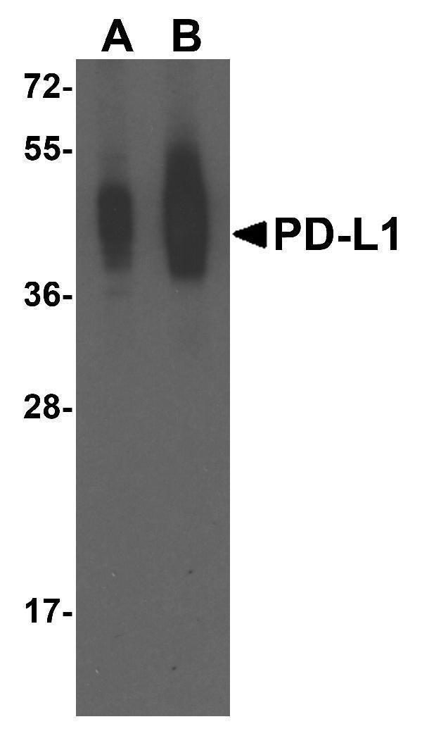 Western blot analysis of PD-L1 in overexpressing HEK293 cells PD-L1 antibody at 0