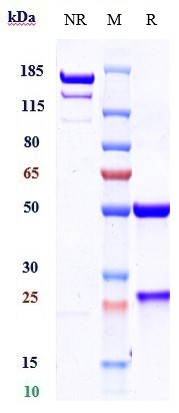 Anti-B7-H1/PD-L1/CD274 Reference Antibody (cosibelimab) on SDS-PAGE under reducing (R) condition