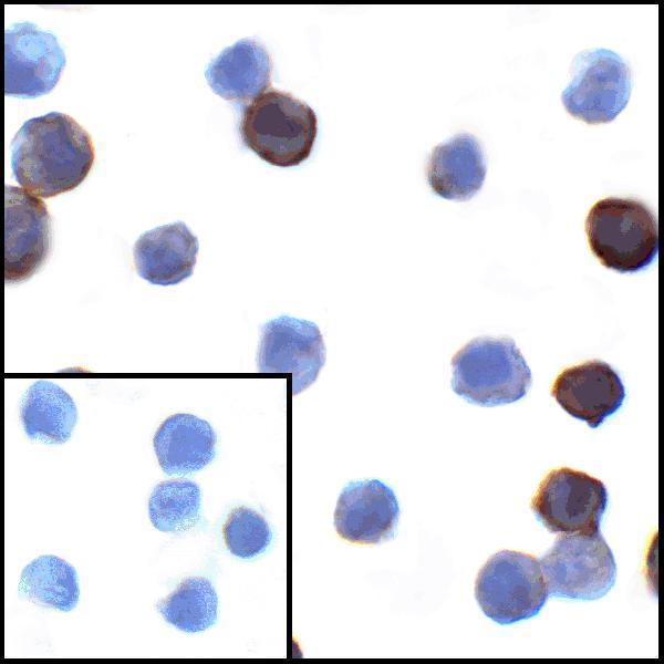 m00109 3 cd274 primary antibodies icc testing 10