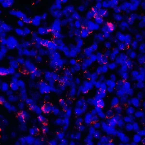 m00109 3 cd274 primary antibodies if testing 7