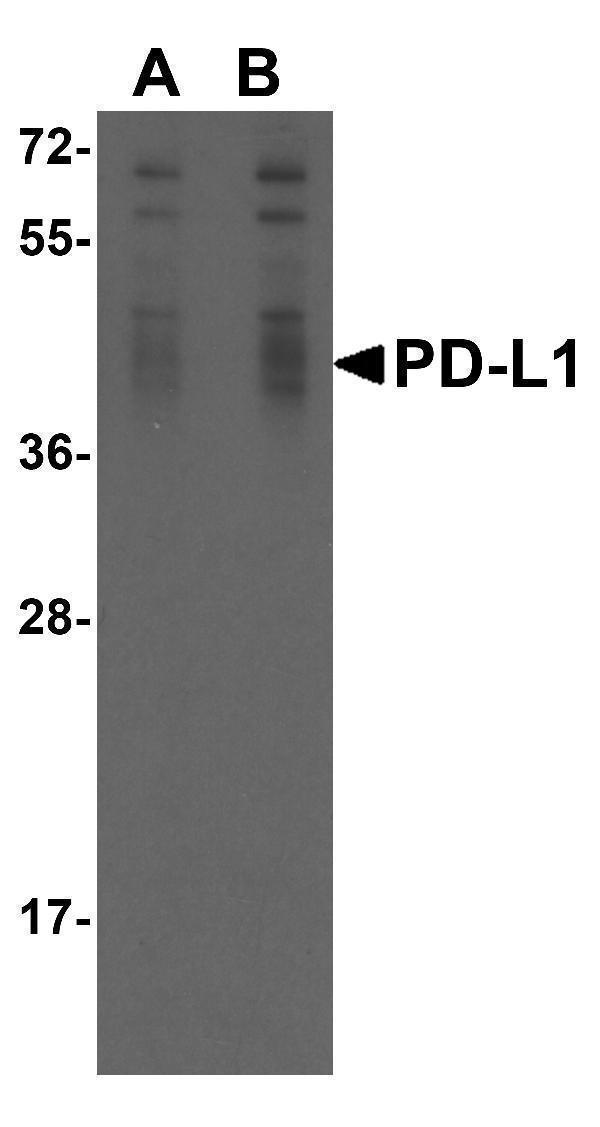Overexpression Validation of PD-L1 in 293 Cells 
Loading: 15 μg of lysates per lane