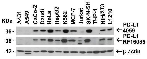 Independent Antibody Validation (IAV) via Protein Expression Profile in Cell Lines
Loading: 15 μg of lysates per lane