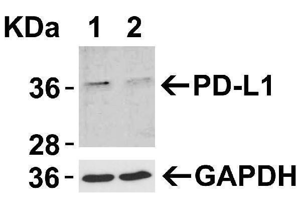 Validation with PD-L1 siRNA Knockdown in HeLa Cells 
HeLa cells were transfected with control siRNAs (lane 1) or PD-L1 siRNAs (lane 2) 
Loading: 10 μg of HeLa whole cell lysates per lane