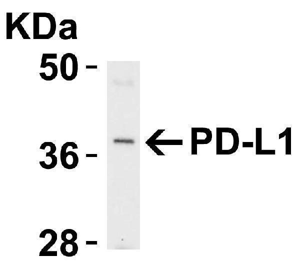 m00109 3 cd274 primary antibodies wb testing 4