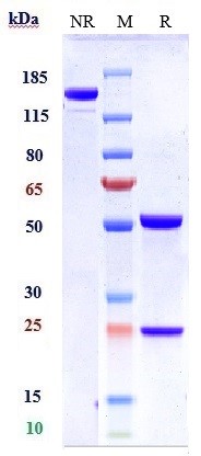 Anti-B7-H1/PD-L1/CD274 Reference Antibody (atezolizumab) on SDS-PAGE under reducing (R) condition