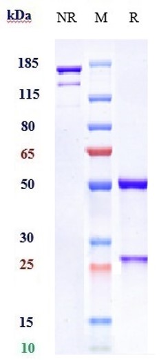 Anti-B7-H1/PD-L1/CD274 Reference Antibody (avelumab) on SDS-PAGE under reducing (R) condition