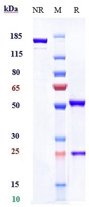 Anti-B7-H1/PD-L1/CD274 Reference Antibody (durvalumab) on SDS-PAGE under reducing (R) condition