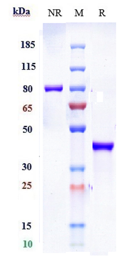 Anti-B7-H1/PD-L1/CD274 Reference Antibody (envafolimab) on SDS-PAGE under reducing (R) condition