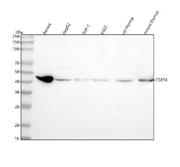  Western blot analysis of PD-L1 using anti-PD-L1 antibody (M00109)