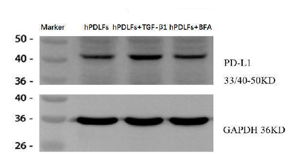 m00109 cd274 primary antibodies wb testing 2_1