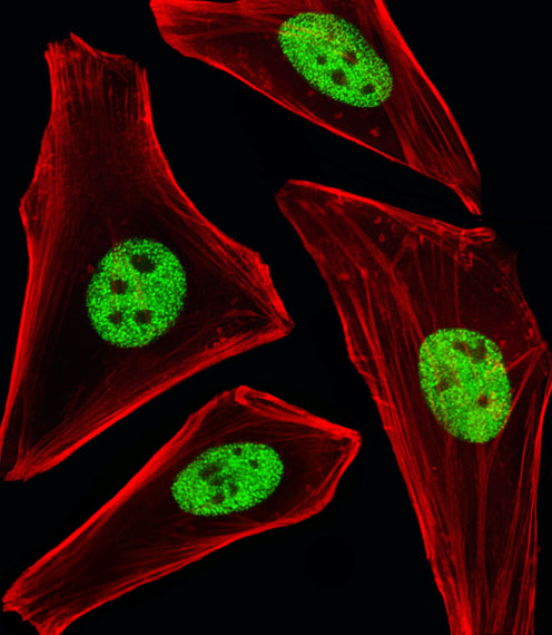 Fluorescent image of Hela cells stained with SP1 Antibody