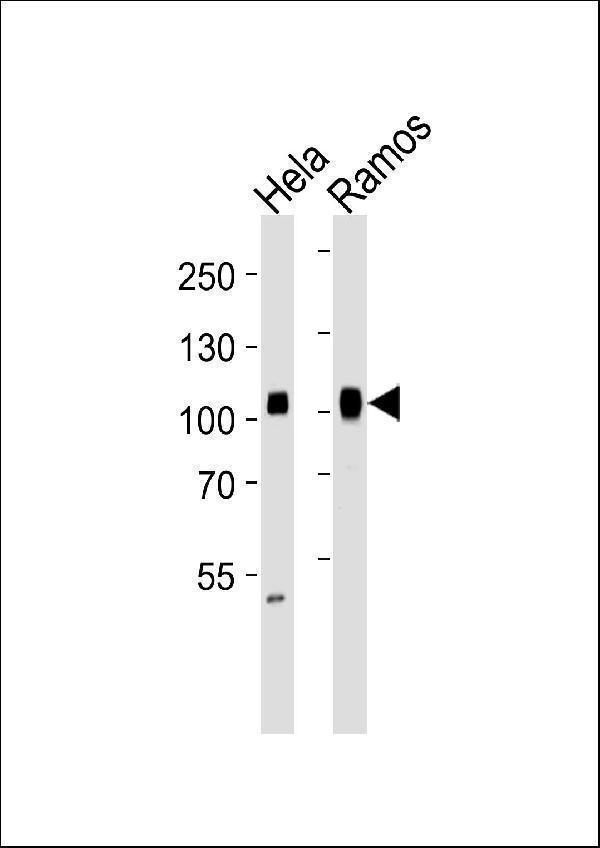 Western blot analysis of lysates from Hela, Ramos cell line (from left to right), using SP1 Antibody (Cat