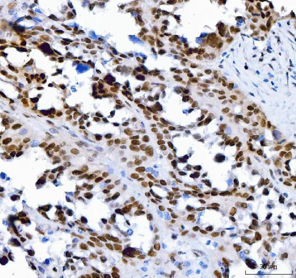 m00110 2 sp1 primary antibodies ihc testing 6