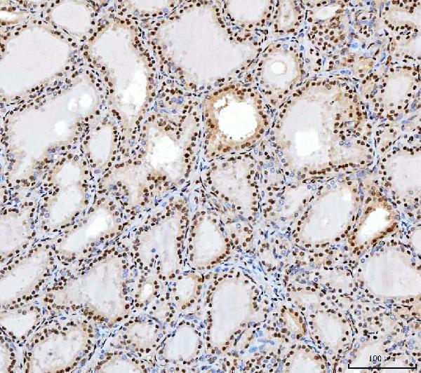 m00110 2 sp1 primary antibodies ihc testing 7