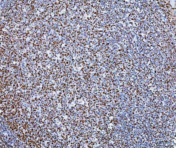 m00110 2 sp1 primary antibodies ihc testing 8