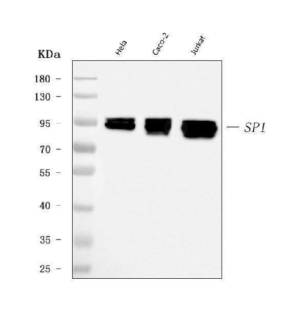  Western blot analysis of SP1 using anti-SP1 antibody (M00110-2)