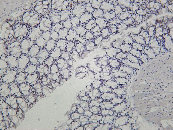 Mouse colon was stained with Anti-SP1 rabbit antibody