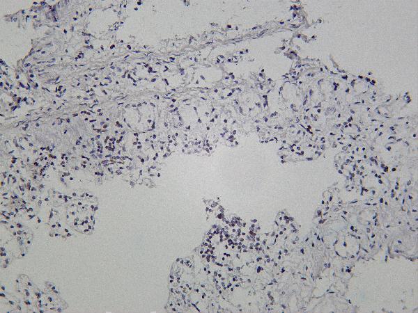 Rat colon was stained with Anti-SP1 rabbit antibody