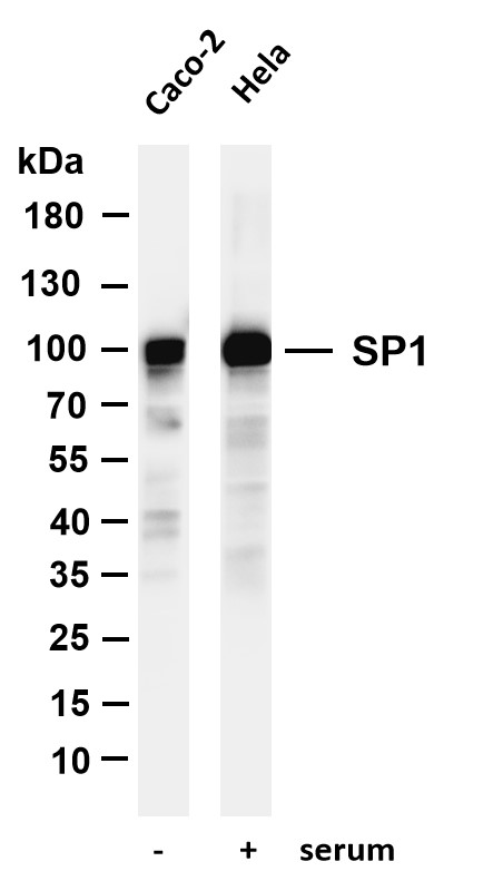 m00110 3 sp1 primary antibodies wb testing 1