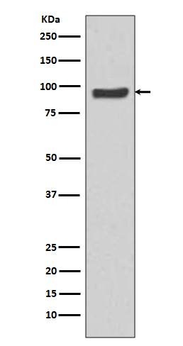 Western blot analysis of SP1 expression in HeLa cell lysate
