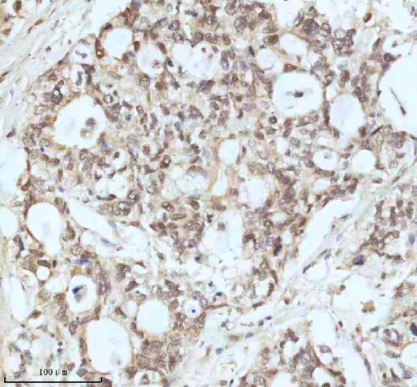  IHC analysis of Drosha using anti-Drosha antibody (M00111)
