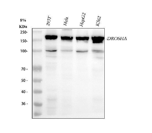  Western blot analysis of Drosha using anti-Drosha antibody (M00111)