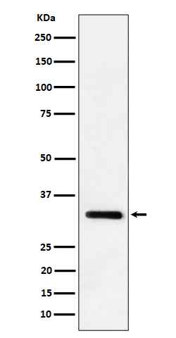 Western blot analysis of IL-33 expression in mouse lung cell lysate