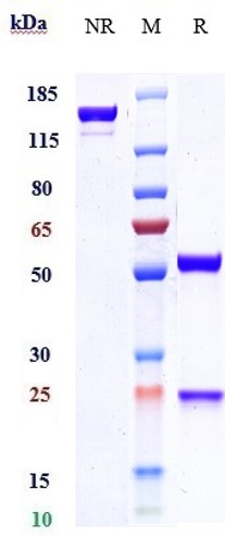 Anti-IL-33 Reference Antibody (etokimab) on SDS-PAGE under reducing (R) condition