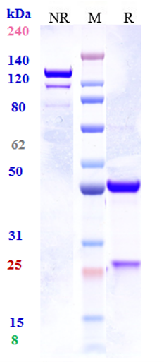 Anti-IL-33 Reference Antibody (tozorakimab) on SDS-PAGE under reducing (R) condition