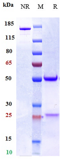 Anti-IL-33 Reference Antibody (torudokimab) on SDS-PAGE under reducing (R) condition
