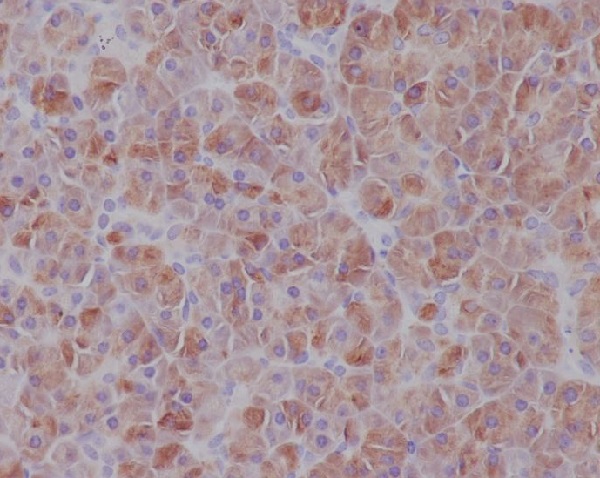 Immunohistochemical analysis of paraffin-embedded human pancreas, using IRF7 Antibody.