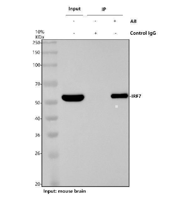 m00115 irf7 primary antibodies ip testing 1