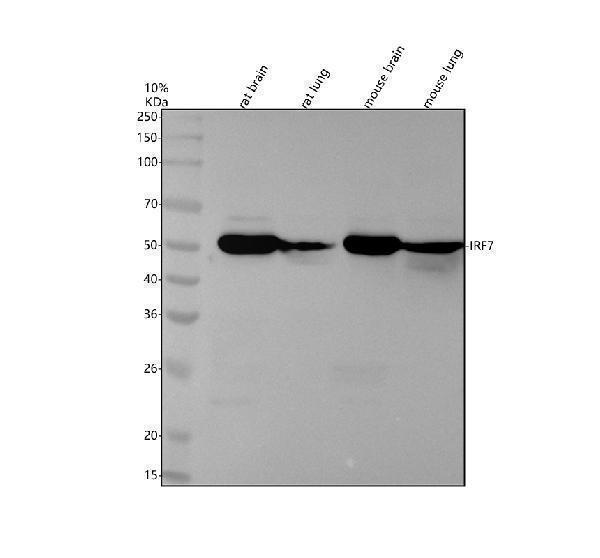 m00115 irf7 primary antibodies wb testing 1