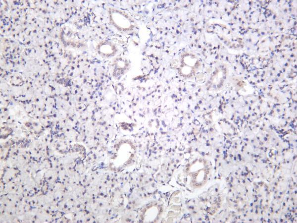 Rat thyroid was stained with anti-YAP rabbit antibody