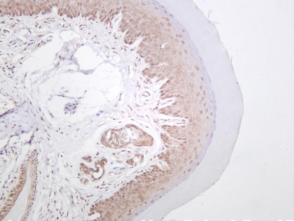 Mouse skin was stained with anti-YAP rabbit antibody