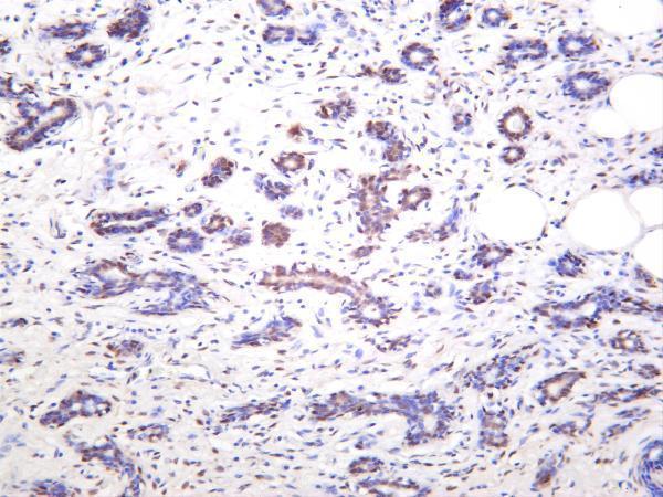m00116 1 yap1 primary antibodies ihc testing 4